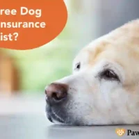 Dog insurance